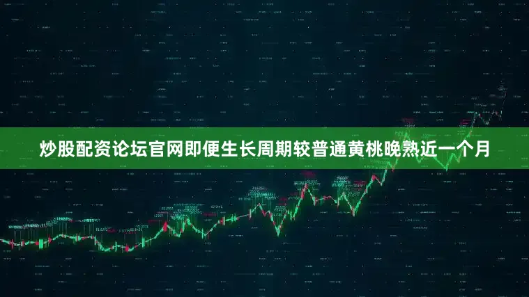 炒股配资论坛官网即便生长周期较普通黄桃晚熟近一个月